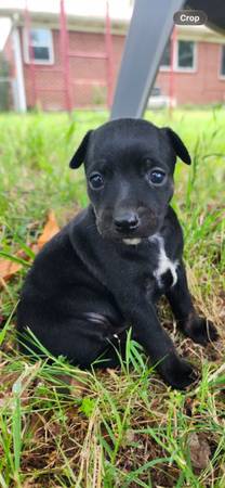 Lost dog