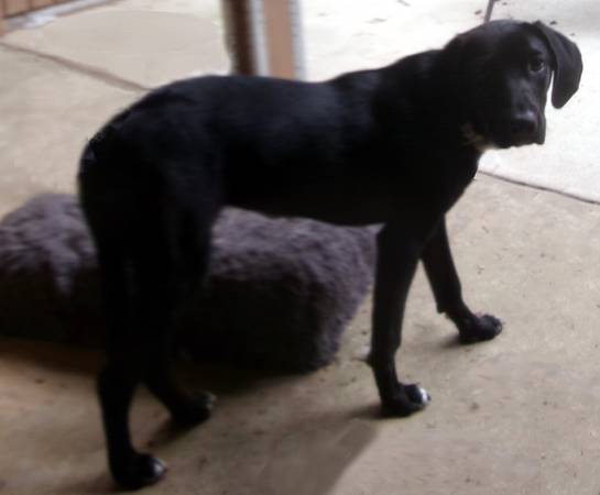 Lost Dog in Grapeland