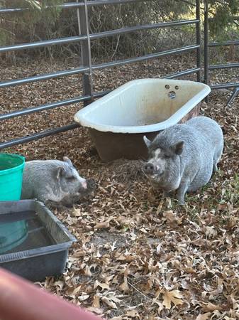 Found pig