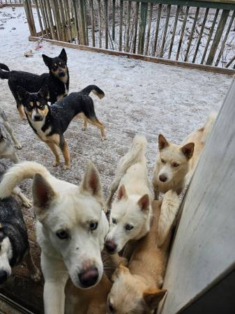 Lost dog