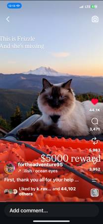 Lost Cat in Bonneville Salt Flats