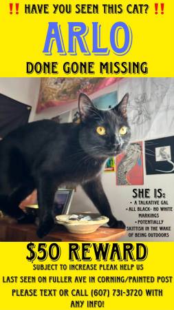 Lost Cat in Corning