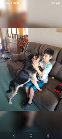 Lost Dog in El Paso