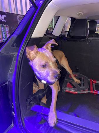 Found Dog in El Paso