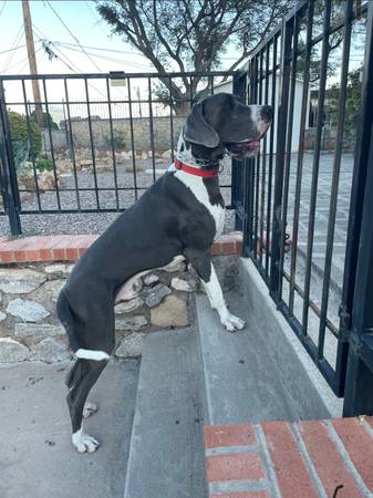 Found Dog in El Paso