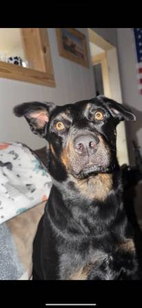 Lost Dog in Lamont