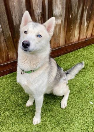 Found dog