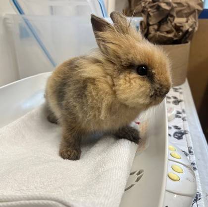Found rabbit