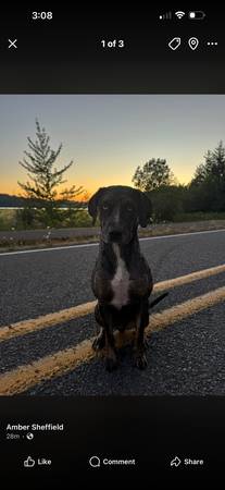 Lost Dog in Springfield