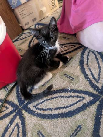 Found cat