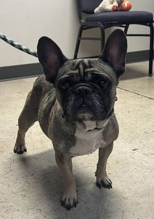 Found dog