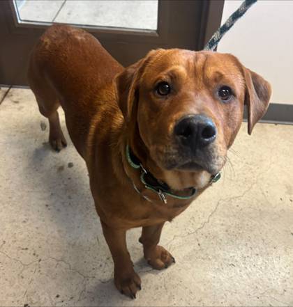 Found dog
