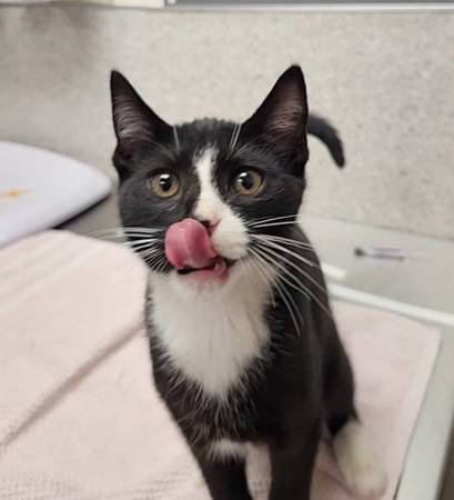 Found cat