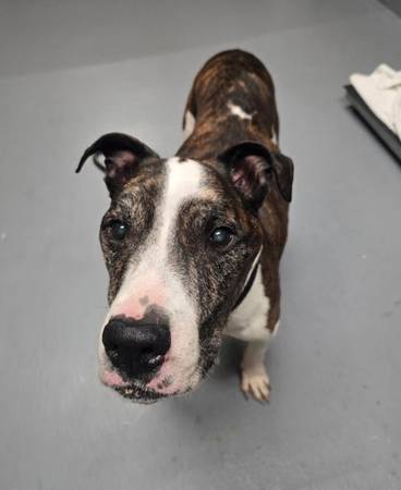 Found dog
