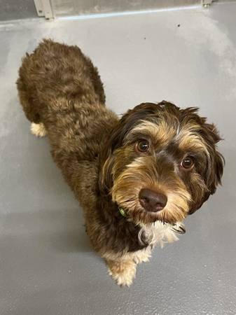 Found dog