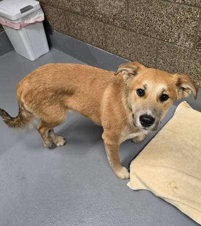 Found dog