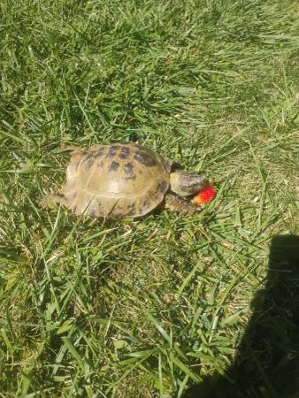 Lost Tortoise in Coburg