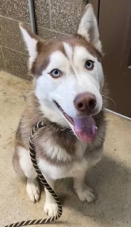 Found dog