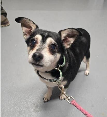 Found dog