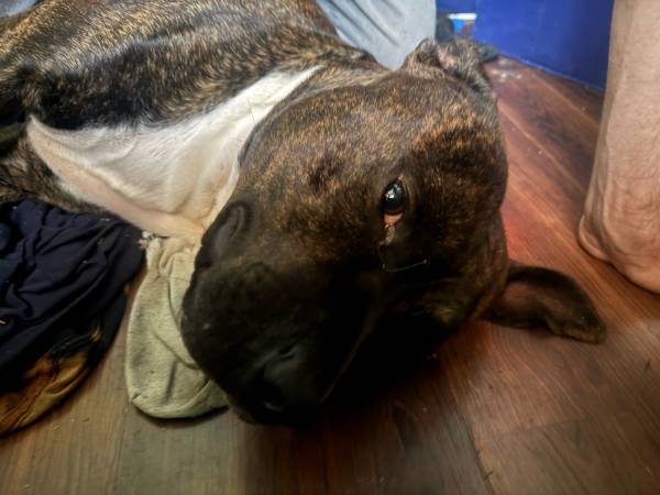 Lost Dog in Elmira/Roosevelt Area
