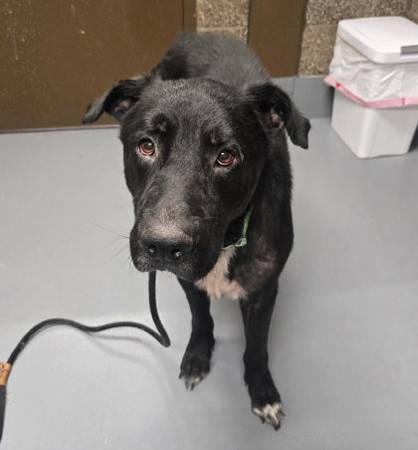 Found dog