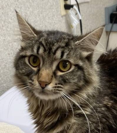 Found cat
