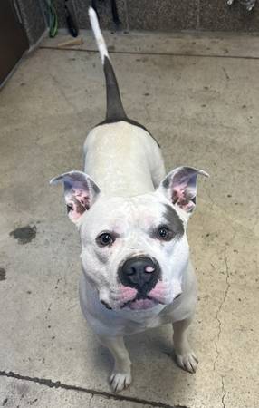 Found dog