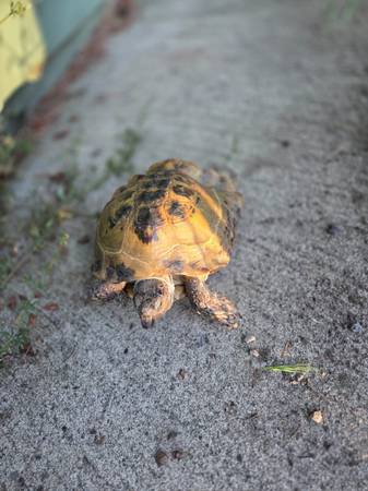 Lost tortoise