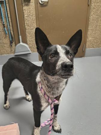Found dog