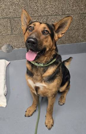 Found dog
