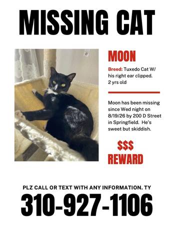Lost Cat in Springfield