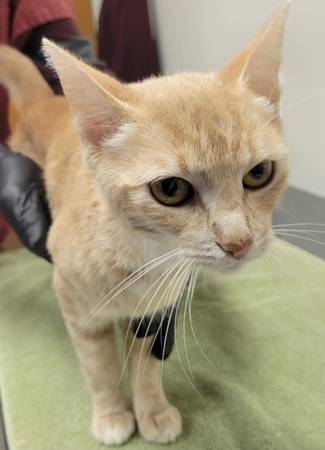 Found cat