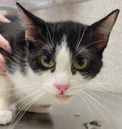Found cat