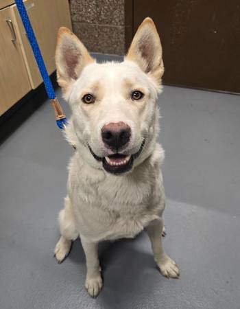 Found dog