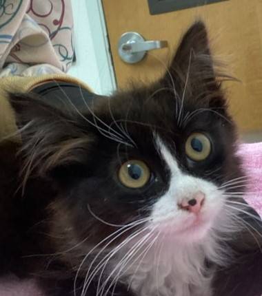 Found cat