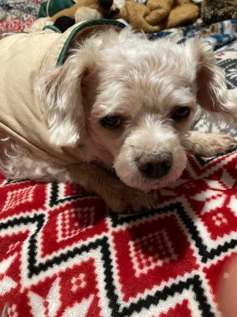 Lost dog