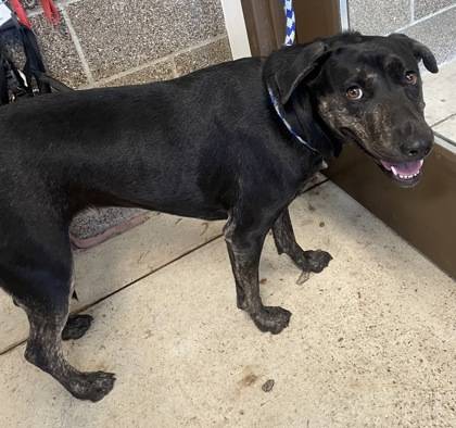 Found dog