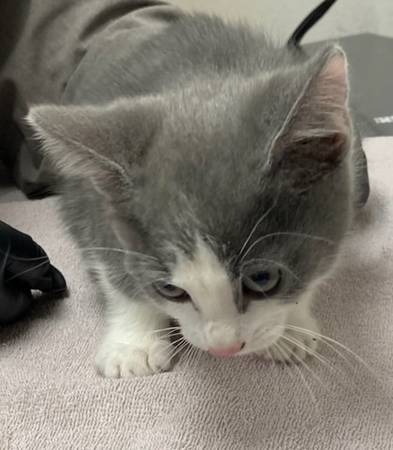 Found cat