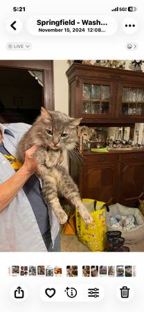 Lost cat