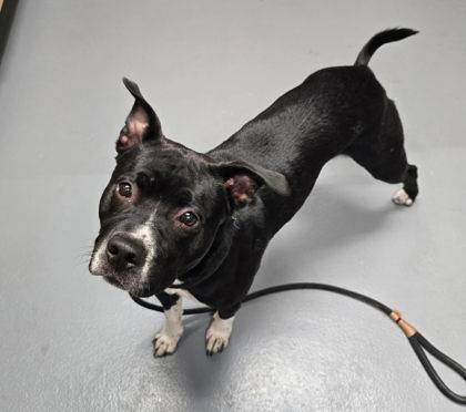 Found dog