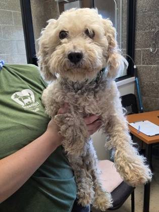Found dog