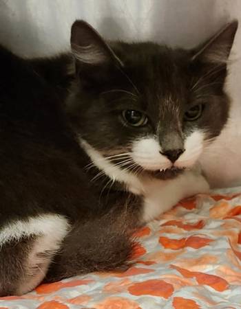 Found cat