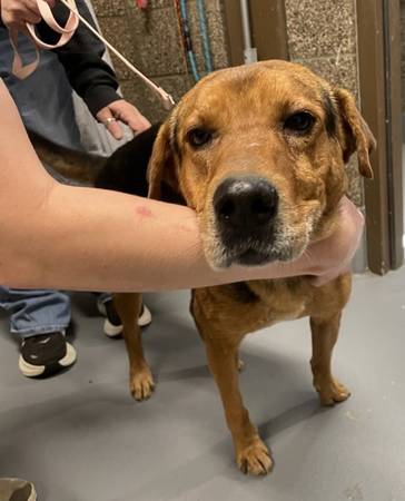 Found dog