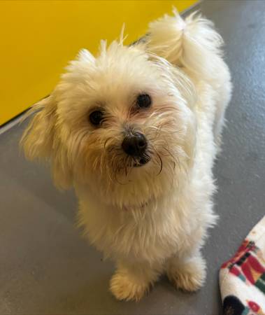 Found dog