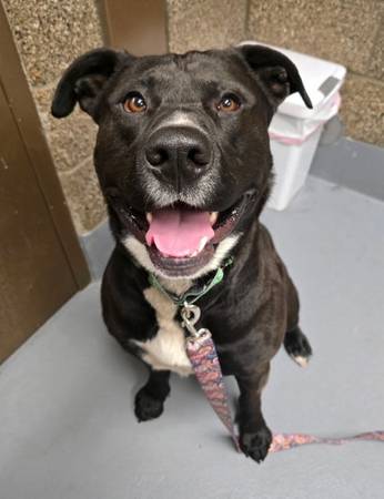 Found dog
