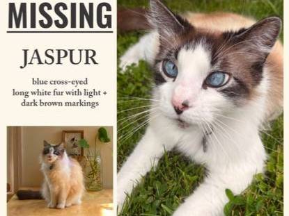 Lost cat
