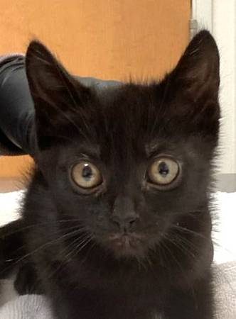 Found cat