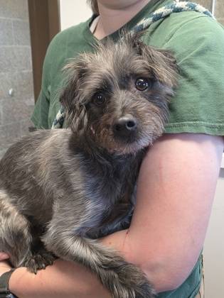 Found dog