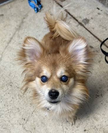 Found dog