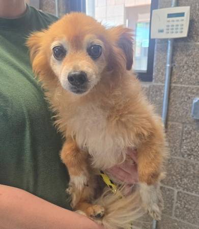 Found dog